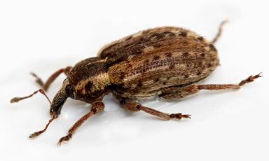 Листовой люцерновый долгоносик