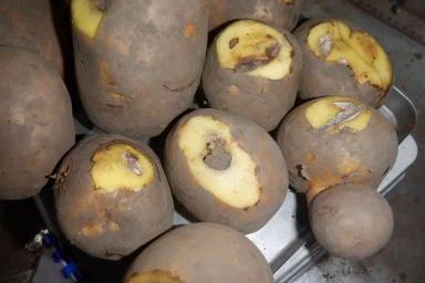 Вопросы для обсуждений: что с картофелем?