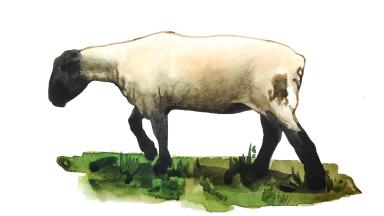 Клостридиоз