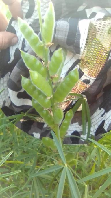 Люпин узколистный, сорт Ладный, селекция Немчиновка. Поздний срок сева.