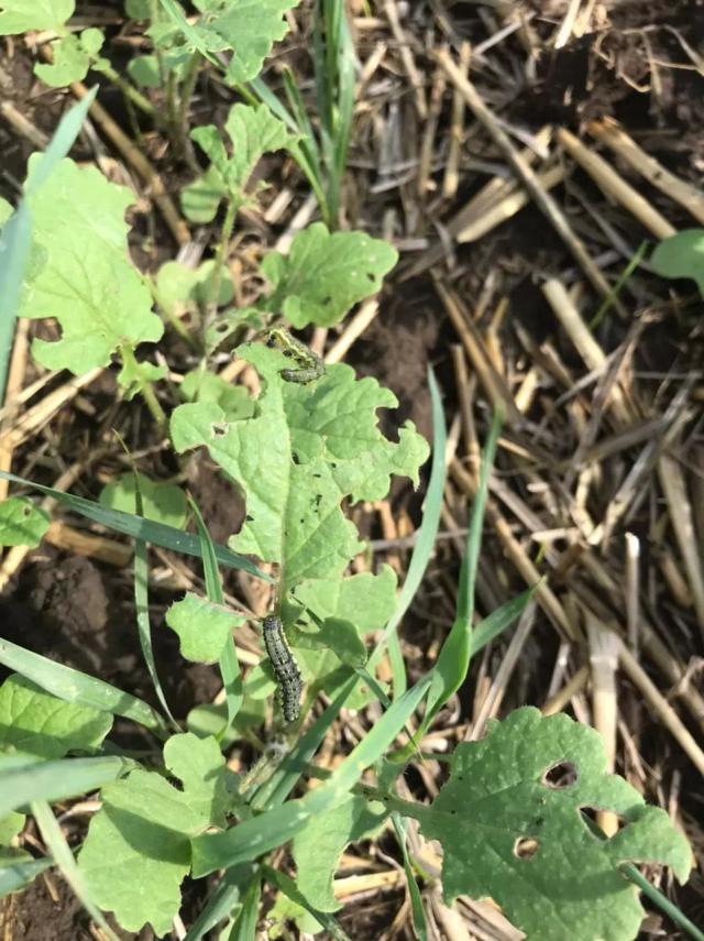 Приятного аппетита.