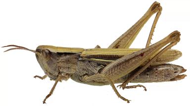 Белополосая кобылка