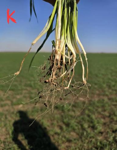 формирование крепких всходов в сложных условиях