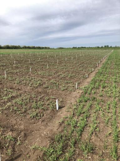 УСОВЕРШЕНСТВОВАННЫЕ ЭЛЕМЕНТЫ ТЕХНОЛОГИИ ВОЗДЕЛЫВАНИЯ НУТА ДЛЯ УСЛОВИЙ СУХОСТЕПИ