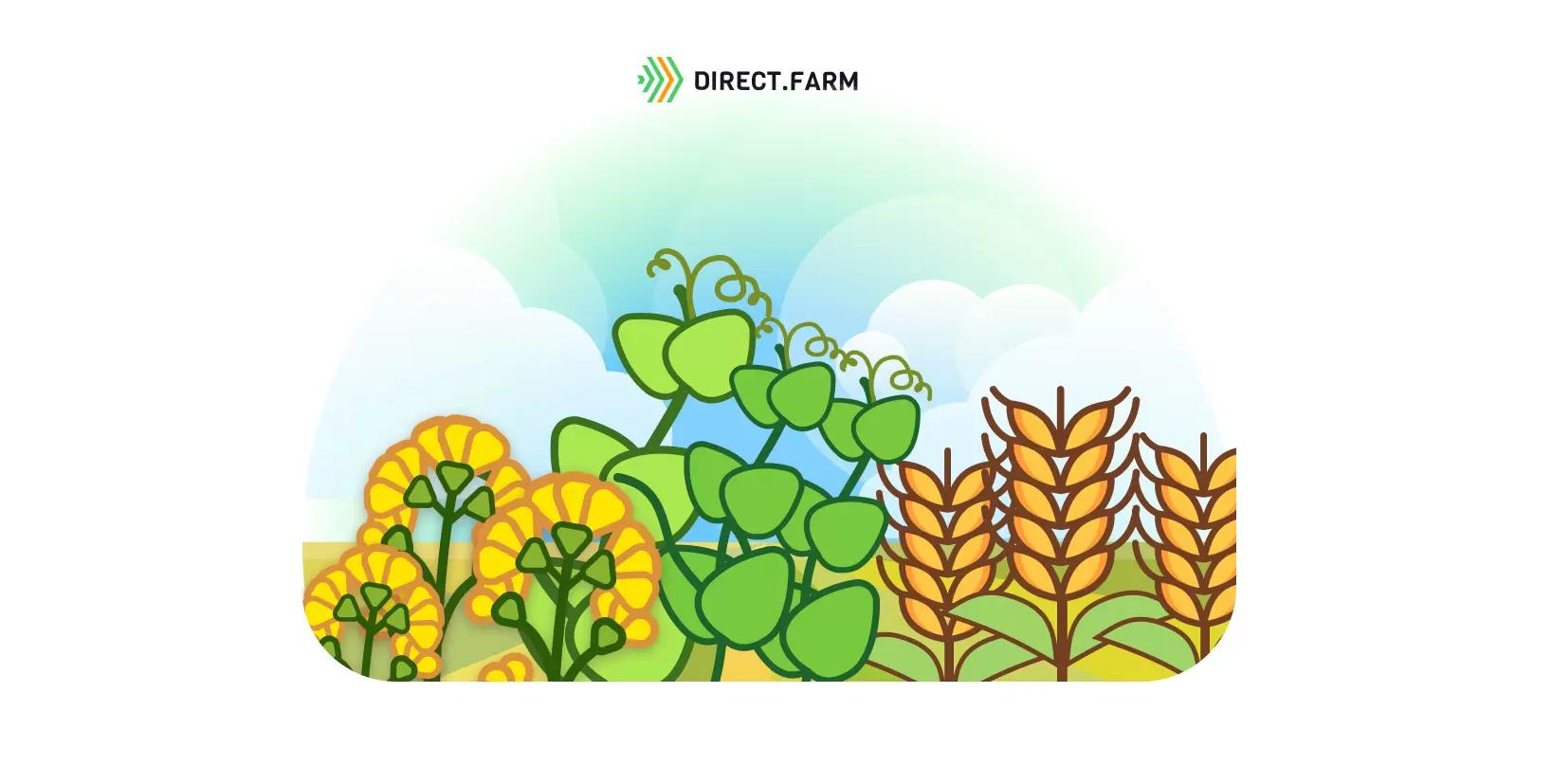 Какие сидераты сеять?