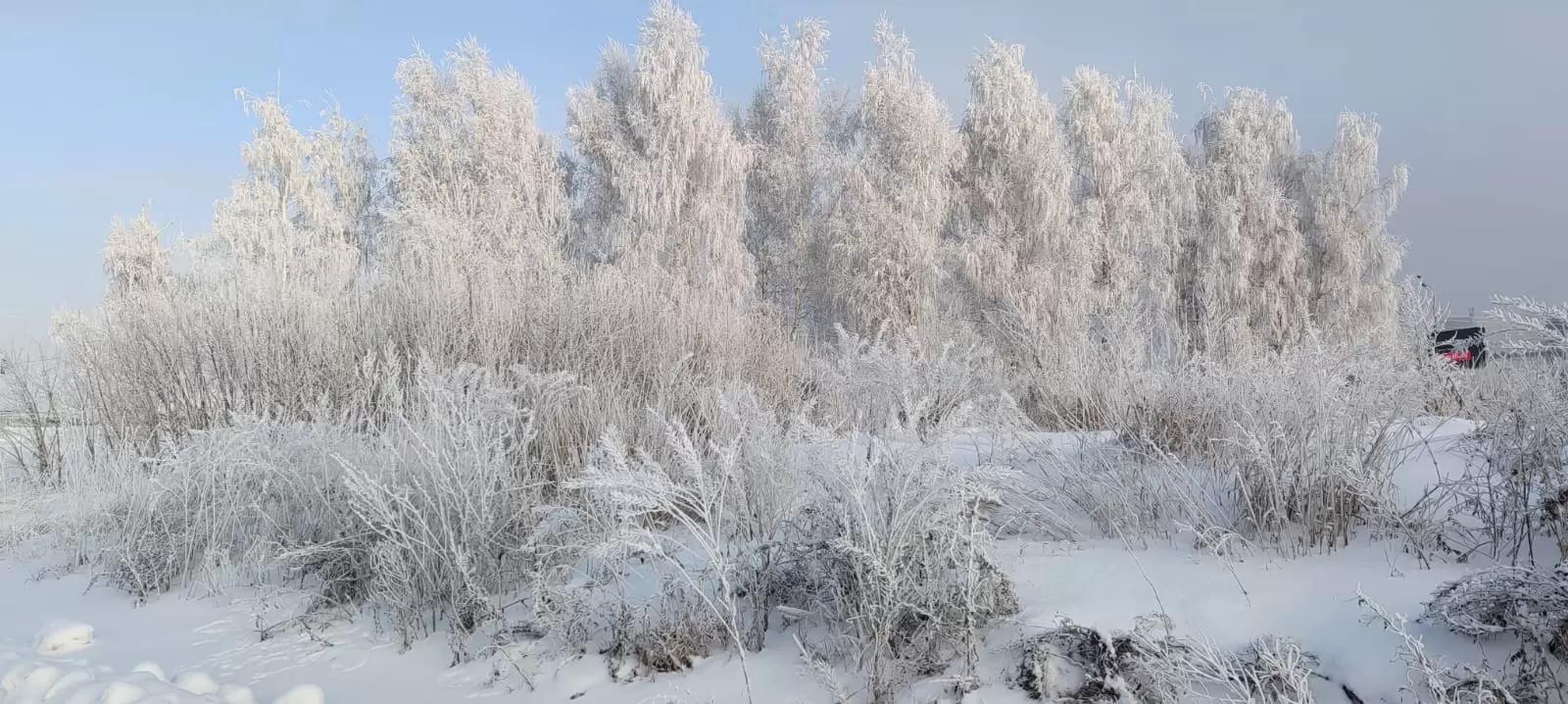 Зима, иней и туман 🌾❄️🌫️