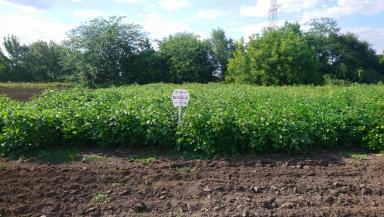 Вилана  сорт сои