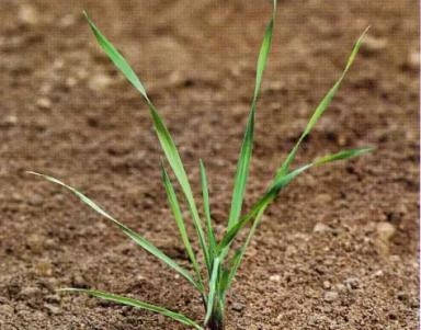 Лисохвост полевой (мышехвостиковидный)