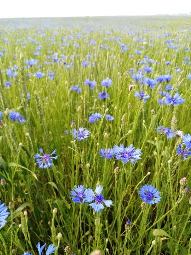 "Как создать красоту"