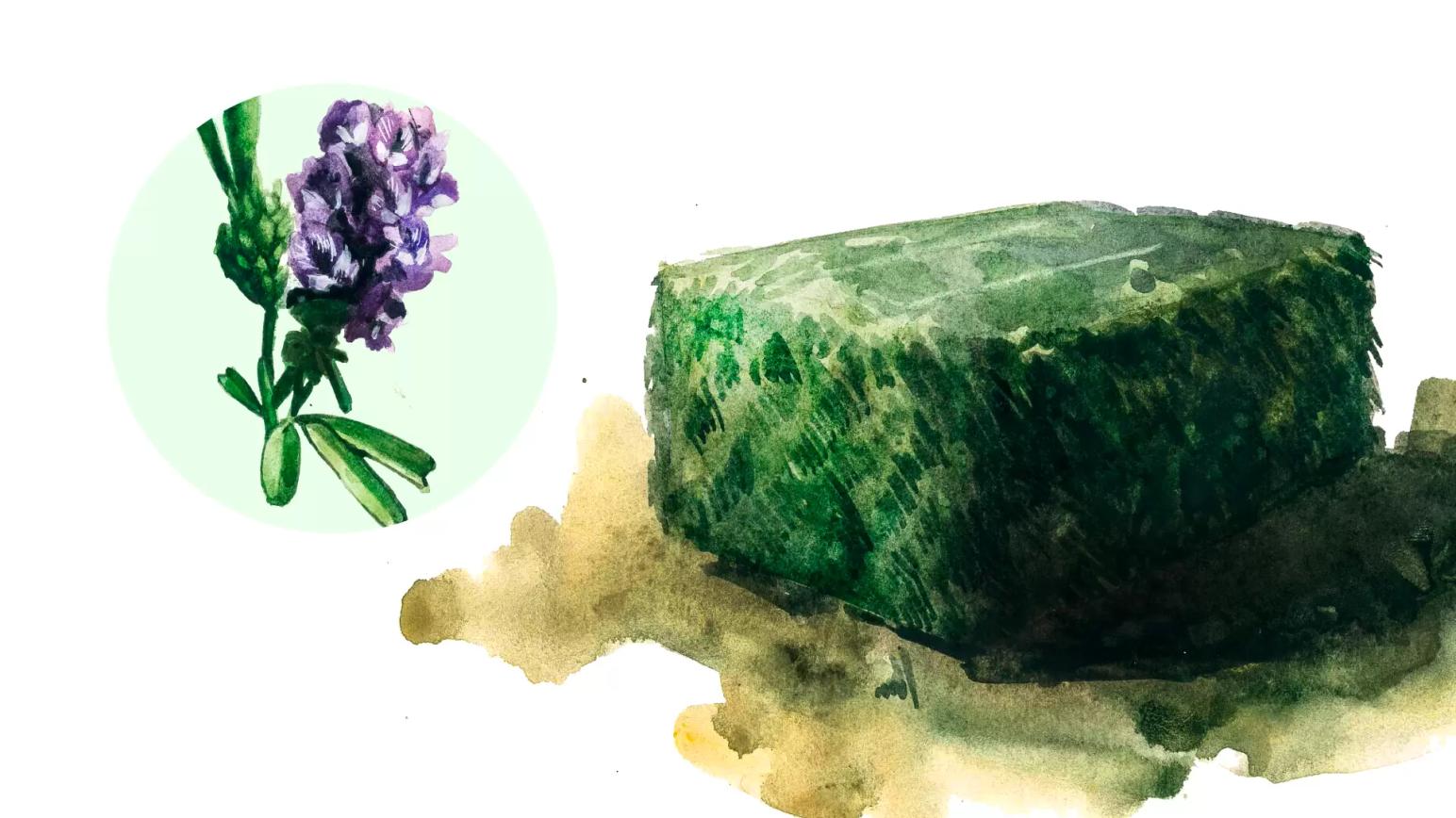 Сено люцерны