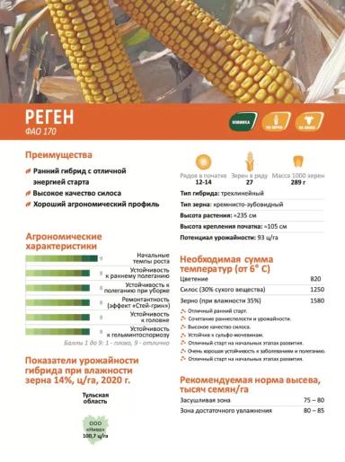 ЕС Реген - гибрид кукурузы ( Zea mays L.).