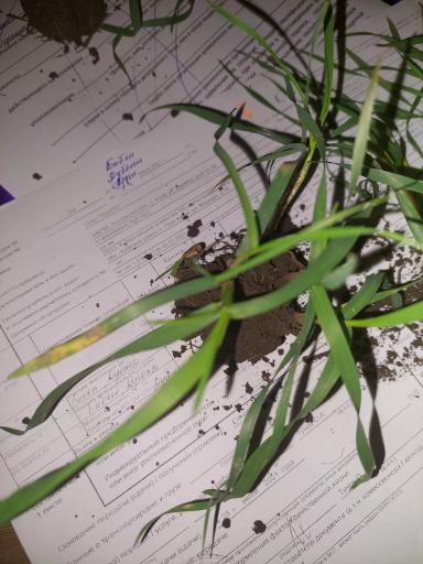 Пятна на пшенице