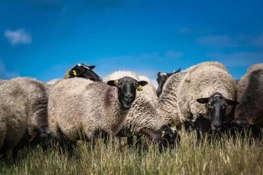 Вопрос-ответ. Что делать, если у овцы после окота нет молока?