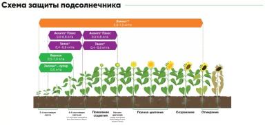 П 64 ЛЛ 155 - гибрид подсолнечника Пионер