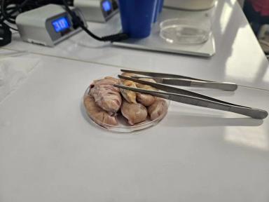 Вспомогательные репродуктивные технологии в животноводстве