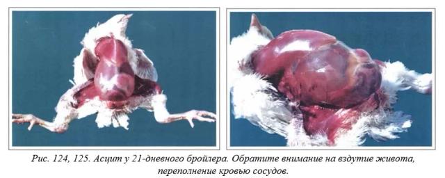 Вегад - Атлас болезней птицы. Ч. 25. Асцит (водянка)