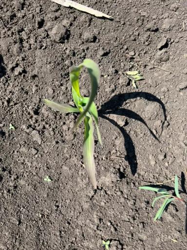 Вопросы из чатов: что не хватает кукурузе?