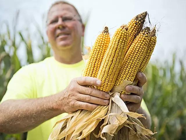 Новый рекорд урожайности кукурузы установлен в США — более 39 т/га