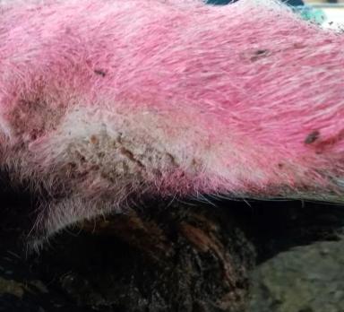 Хориоптоз жвачных животных