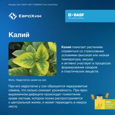 PROкачай сою! Признаки дефицита элементов питания при возделывании сои