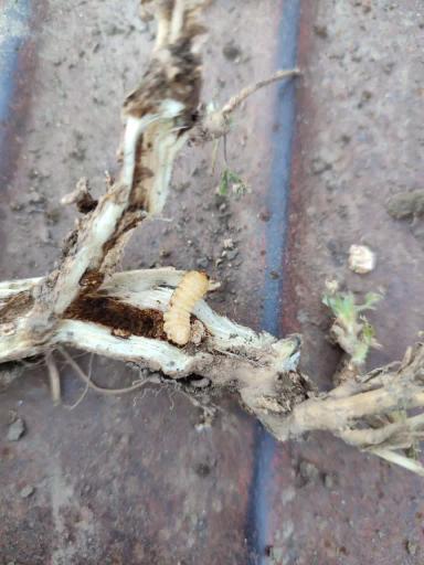 Вопросы для обсуждений: что за вредитель?