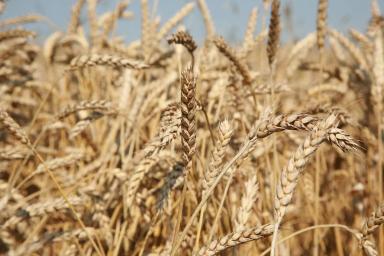 ИТОГИ ОСЕННЕ ПОСЕВА 2020 г. озимой пшеницы сорта «Скипетр»_КФХ Неживилов А.Н.