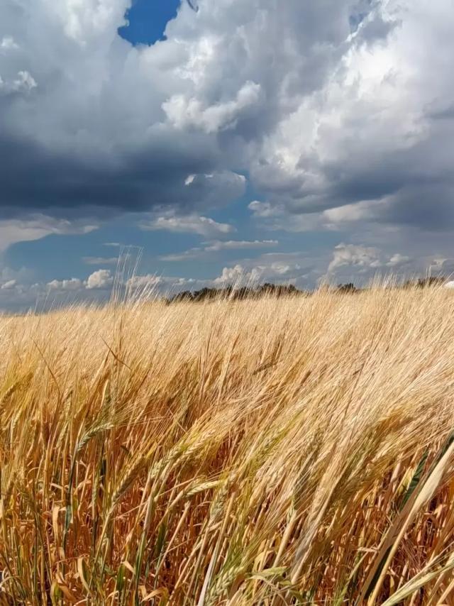 Собрали урожай?🌻🌽🌾