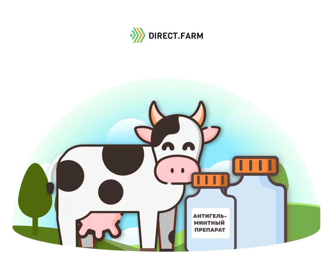 Как проводите дегельминтизацию дойного стада?