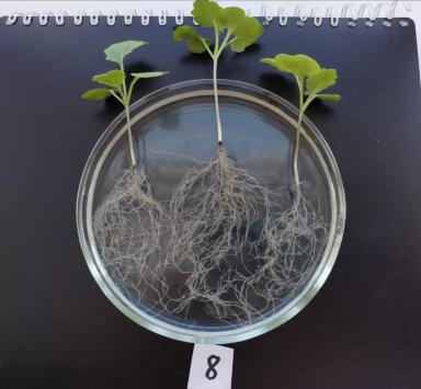 Эксперименты в лаборатории