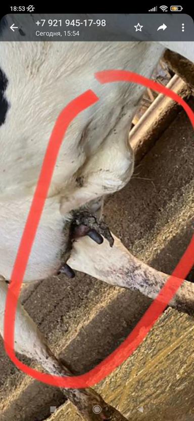 Трещины вымени