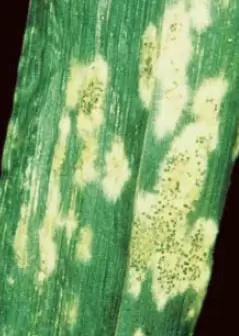 Мучнистая роса