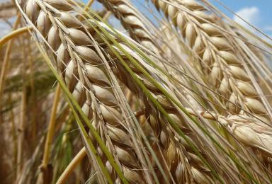 Саломе ® (SALOME) сорт ячменя ярового