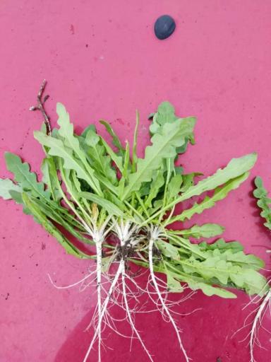 Вопросы из чатов: что это за сорняк?