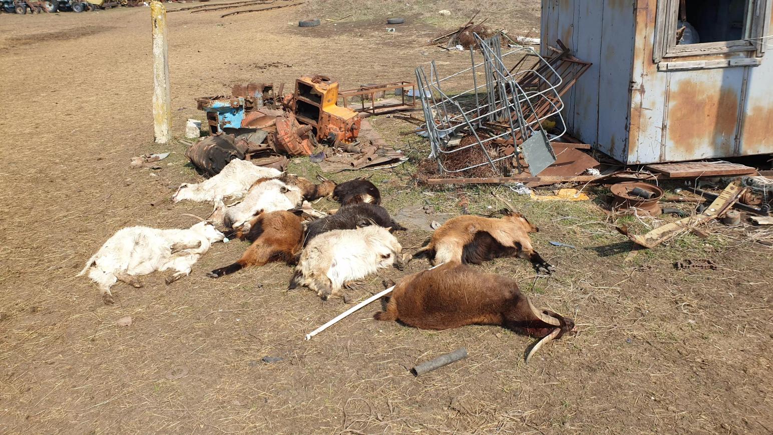 Массовый падеж МРС