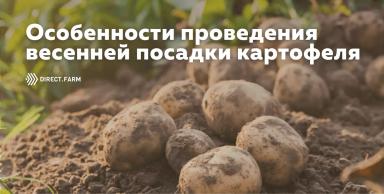 Посадка картофеля