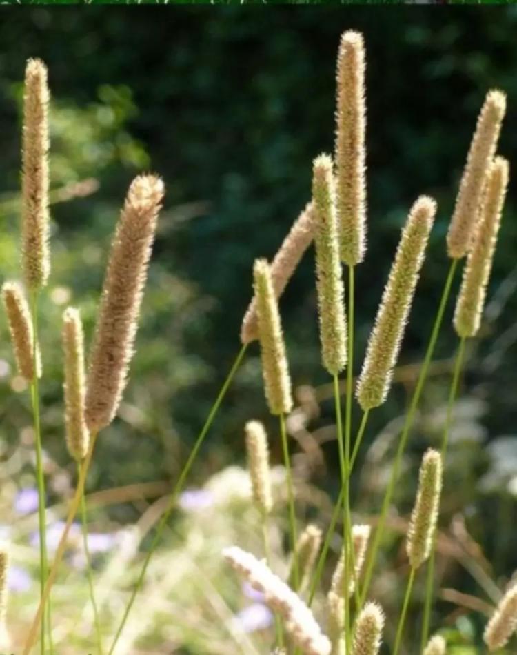 Урожай семян тимофеевки в первый год