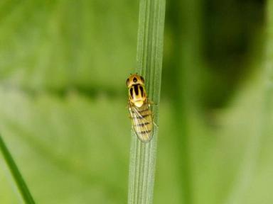 Зеленоглазка