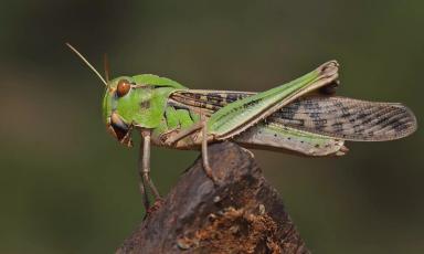 Азиатская перелетная саранча