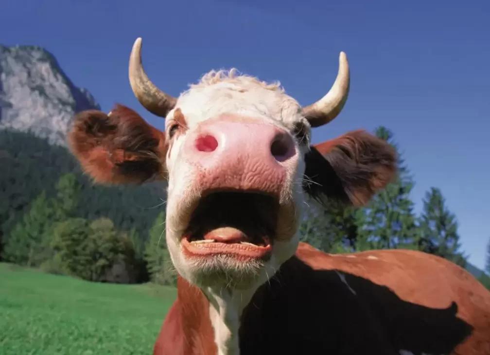 Понурый молочник