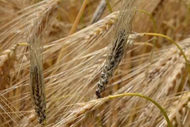 Твёрдая (каменная) головня ячменя