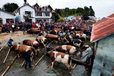 Мой друг Густаво