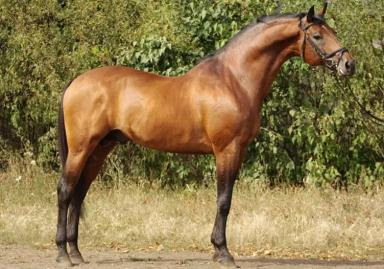 Украинская верховая порода лошадей