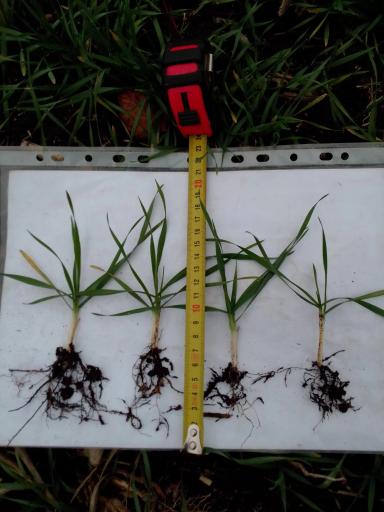 Влияние биопрепарата Альбит на развитие корневой системы озимой пшеницы