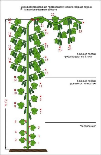 Семена Огурца Мамлюк F1