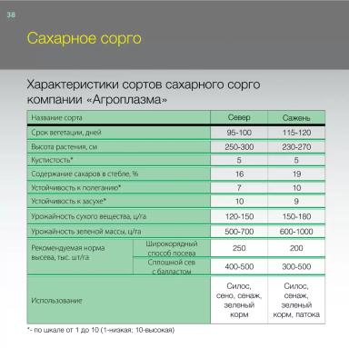 Сажень сорт сорго сахарного