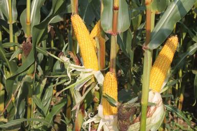 ЕС Кристэль - гибрид кукурузы ( Zea mays L.).