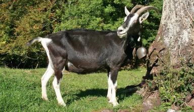 Граубюнденская лучистая