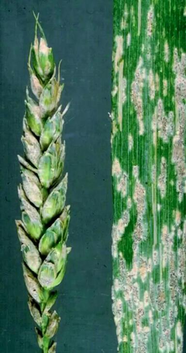 Борьба с мучнистой росой на зерновых культурах