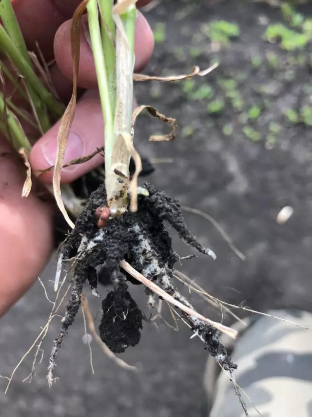 Вопросы из чатов: что на корнях?