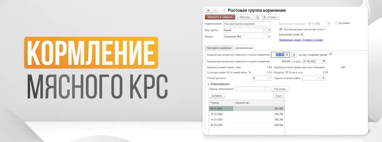 Кормление мясного КРС